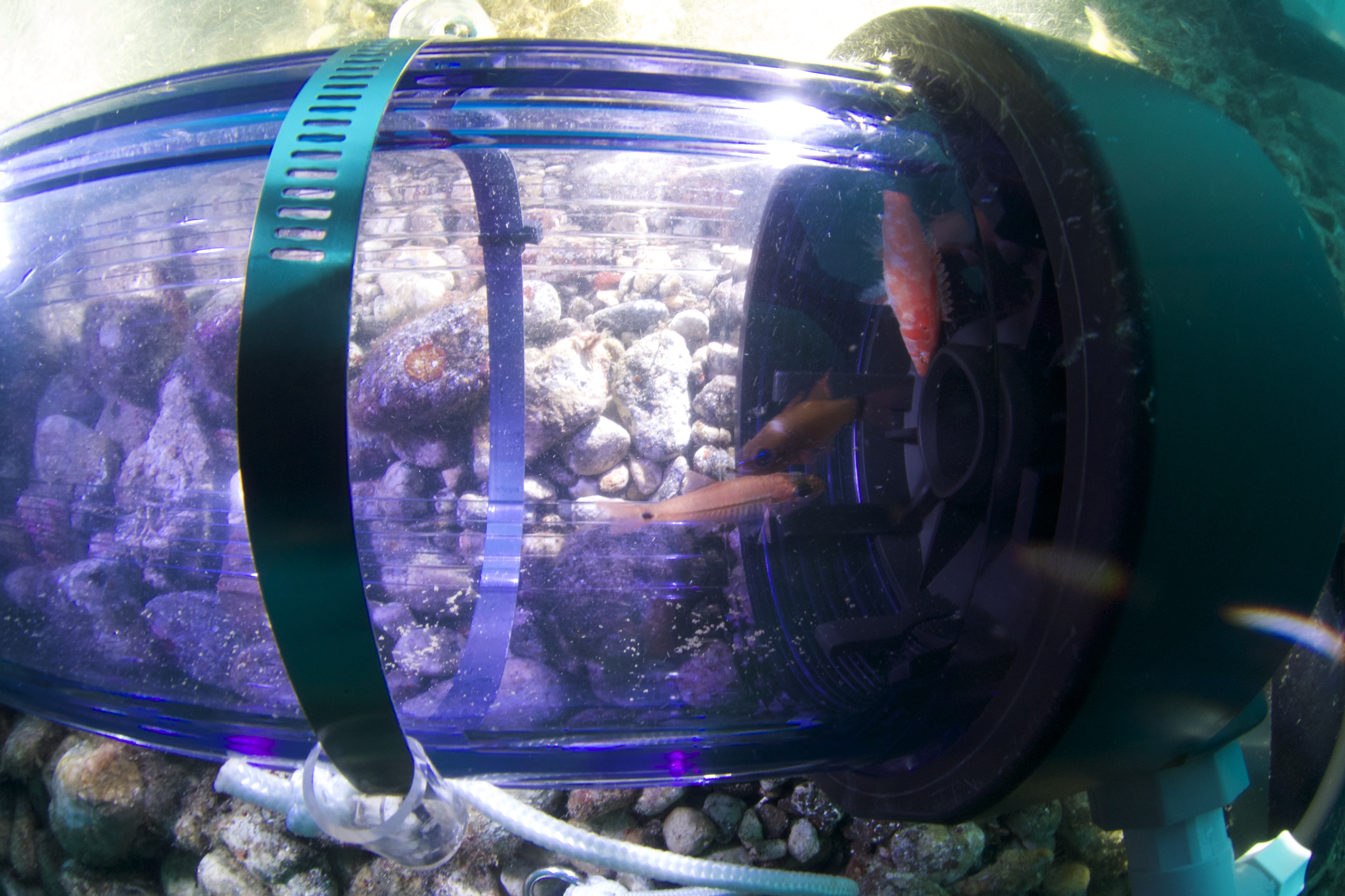 Fish in the portable decompression chamber.